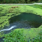 pond algae goldfish, plants and algae all live and feed on the different types of organisms floating in the water. All life is vitally dependent on oxygen and oxygen is essential for a healthy pond environment