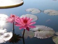 Aquatic Plants