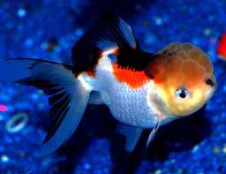 best tips for fancy goldfish care