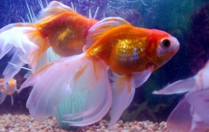 Aquarium fiiltration is vitally important to the health of your goldfish