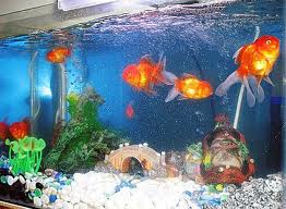 Goldfish Aquariums - Goldfish Care