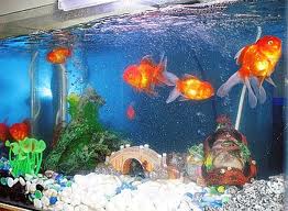 Goldfish tank outlet care