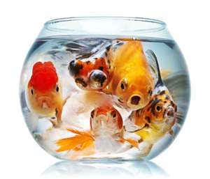 why goldfish go to the bottom of the tank