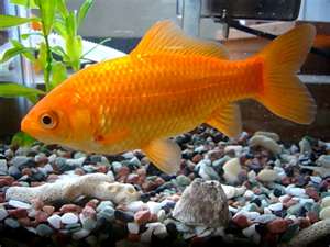 best white spot treatment for tropical fish