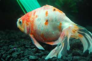 sick goldfish treatment starts with clean water
