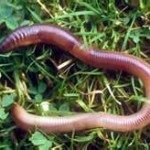 Goldfish Like To Eat Earthworms