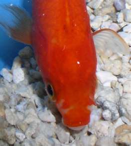 goldfish laying on bottom of the tank