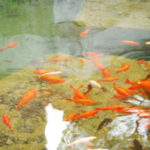 Which Goldfish Are Suitable for Garden Ponds?