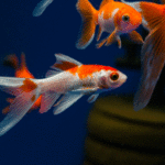 Fascinating Facts For Comet Goldfish Lovers