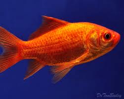 How to take care of comet goldfish