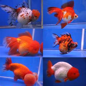 Goldfish - Learn How To Take Care of Them