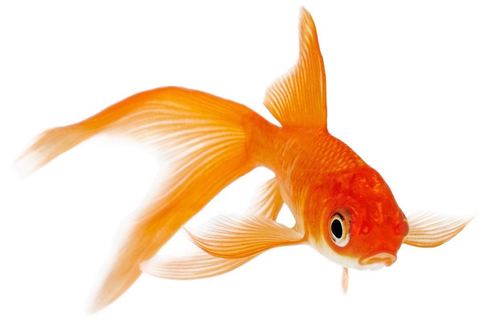 types-of-goldfish-how-to-take-care-of-goldfish