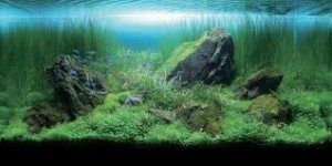 best aquarium filtration