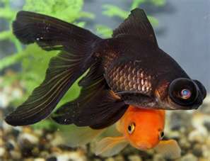 Black Moor and Common Goldfish