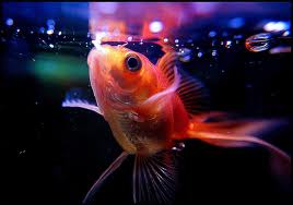 pet goldfish care tips
