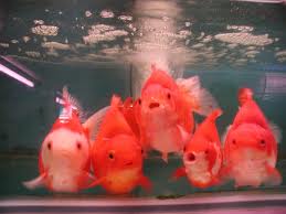Take Care Of Goldfish