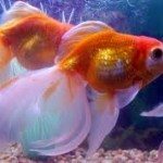 Goldfish Breeding: What You Need To Know