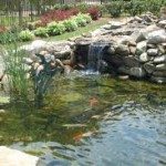 How To Build And Maintain A Koi Pond