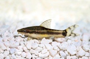 Algae eater - Oto Suckermount catfish