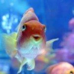 How To Choose The Best Fish Tank Filter