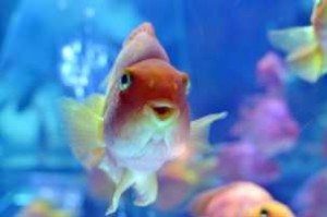 best aquarium filter for 20 gal tank