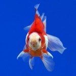 Care Of A Goldfish: Constipation or Indigestion