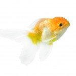 Dropsy – How To Diagnose And Cure Goldfish Of This Disease