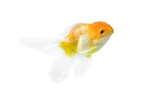 goldfish dropsy treatment