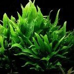 Java Fern – A Welcome Addition To Your Pond Or Aquarium!