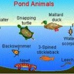 Is Your Pond Ecosystem Vital For Success?
