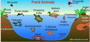 healthy pond ecosystem