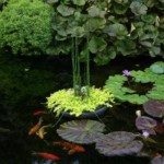 Beautiful Pond Plants Never Go Out Of Style