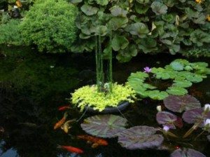 a Great Live Pond Plant for Your Water Garden Filters The koi and Goldfish Pond Good for Bogs Green Taro Plant Shelf or Shallow Water This marginal Aquatic is a Real Beauty. 