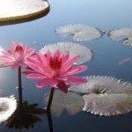 Pond Plants – Why Are They Beneficial?