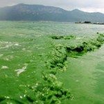 What are Wild Blue Green Algae? Are There Any Benefits?