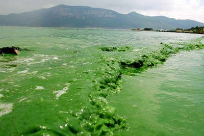 blue green algae appears as a green sludge toxic to animals