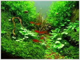 What is aquascaping?