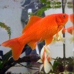 Facts About Goldfish – What You Need To Know About This Opportunistic Feeder!