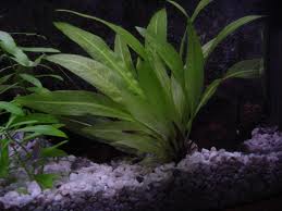 Different Aquatic Plants