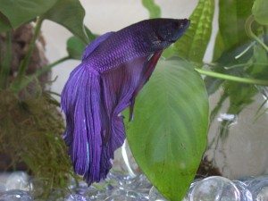 Nutrafin Betta Plus has extracts added to emulate the Bettas natural environment as in this picture