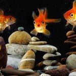 Why Brine Shrimp Eggs are Important for Goldfish and Fry