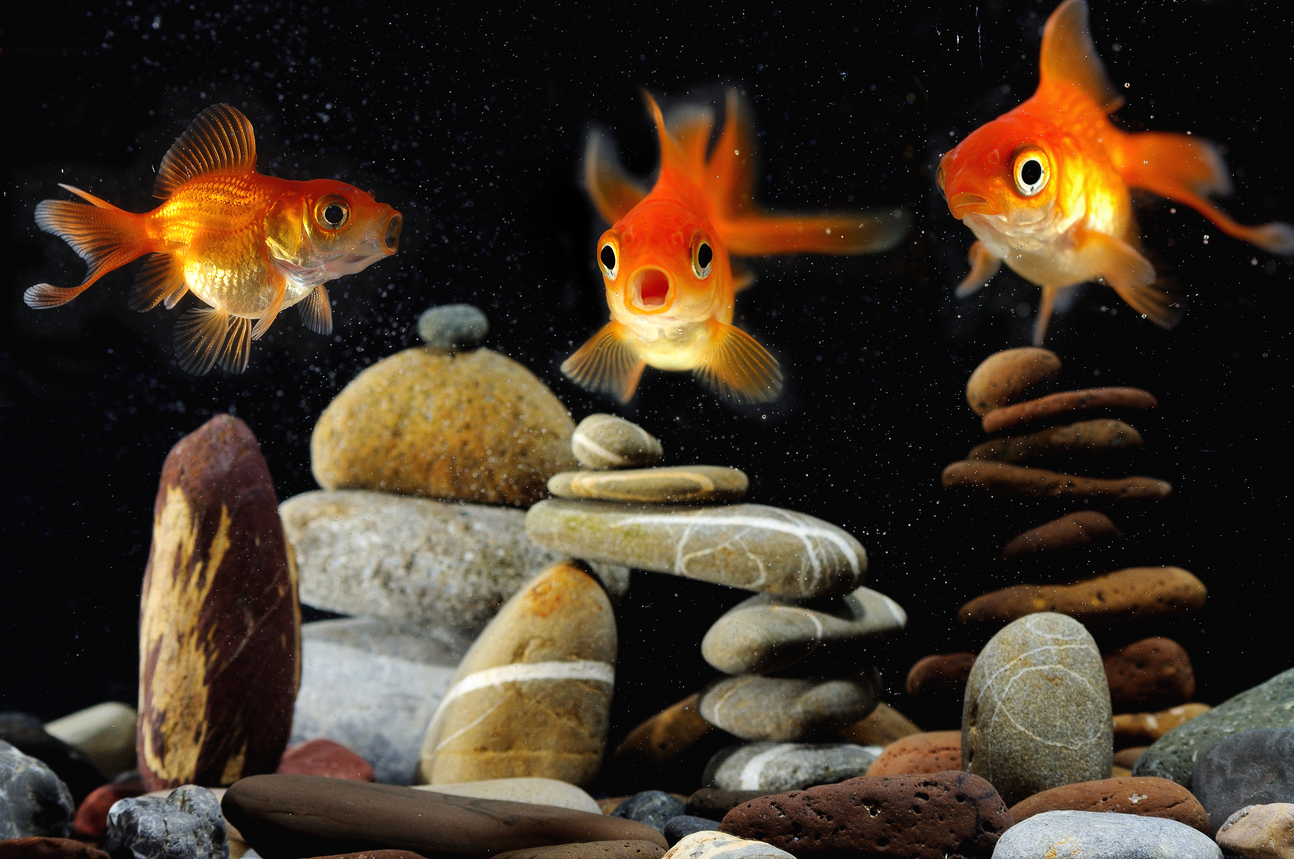 Золотые рыбки аквариум камни загрузить