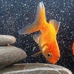 Goldfish Know How To Win Popularity Contests
