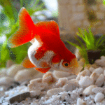Best Food for Goldfish and What Not To Do
