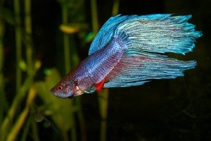 betta are delicate and don't like water current