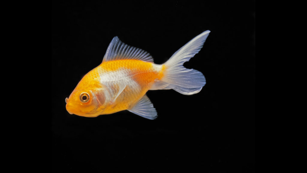 Lionhead goldfish, Carassius auratus auratus How to take