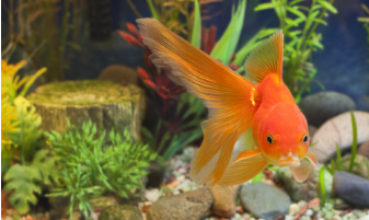 what causes my goldfish fins to turn black