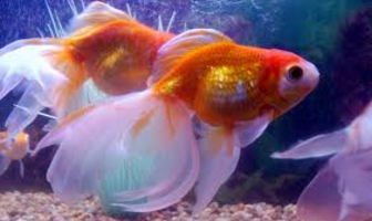 Goldfish-Reproduction