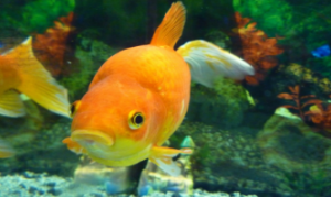 Healthy-Goldfish