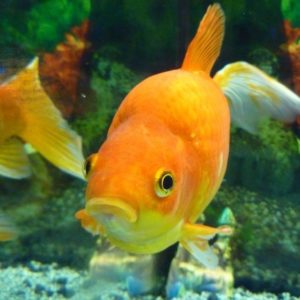 Healthy-Goldfish
